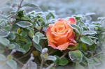 December roses are special!